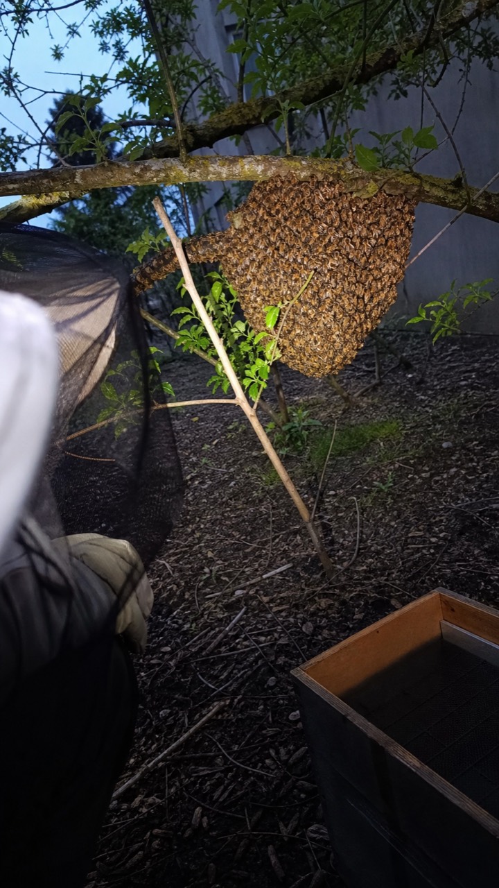 Essaim d’abeilles regroupé sur une branche, visuel de prévention AnimalProTech au Grand-Quevilly
