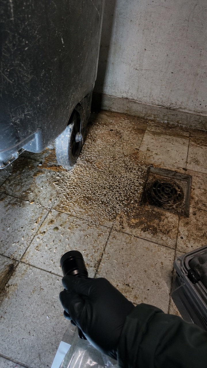 Inspection d’un local à poubelles pour rechercher des larves de mouches, visuel AnimalProTech au Petit-Quevilly
