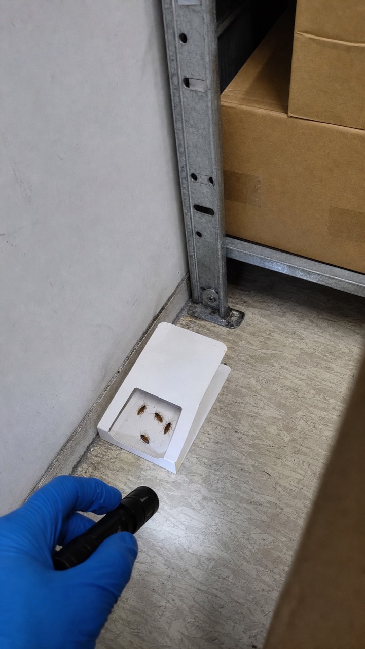 Inspection d’une zone de réception de cartons pour repérer des cafards, visuel AnimalProTech à Évreux