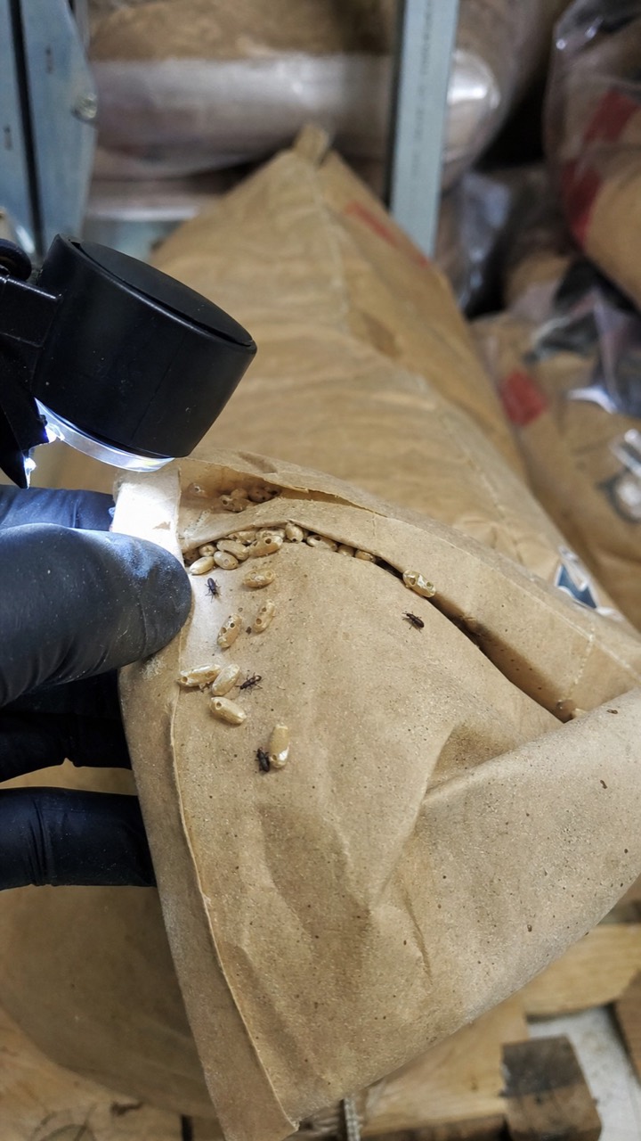 Inspection d’un sac de céréales pour rechercher des charançons, visuel AnimalProTech à Dreux