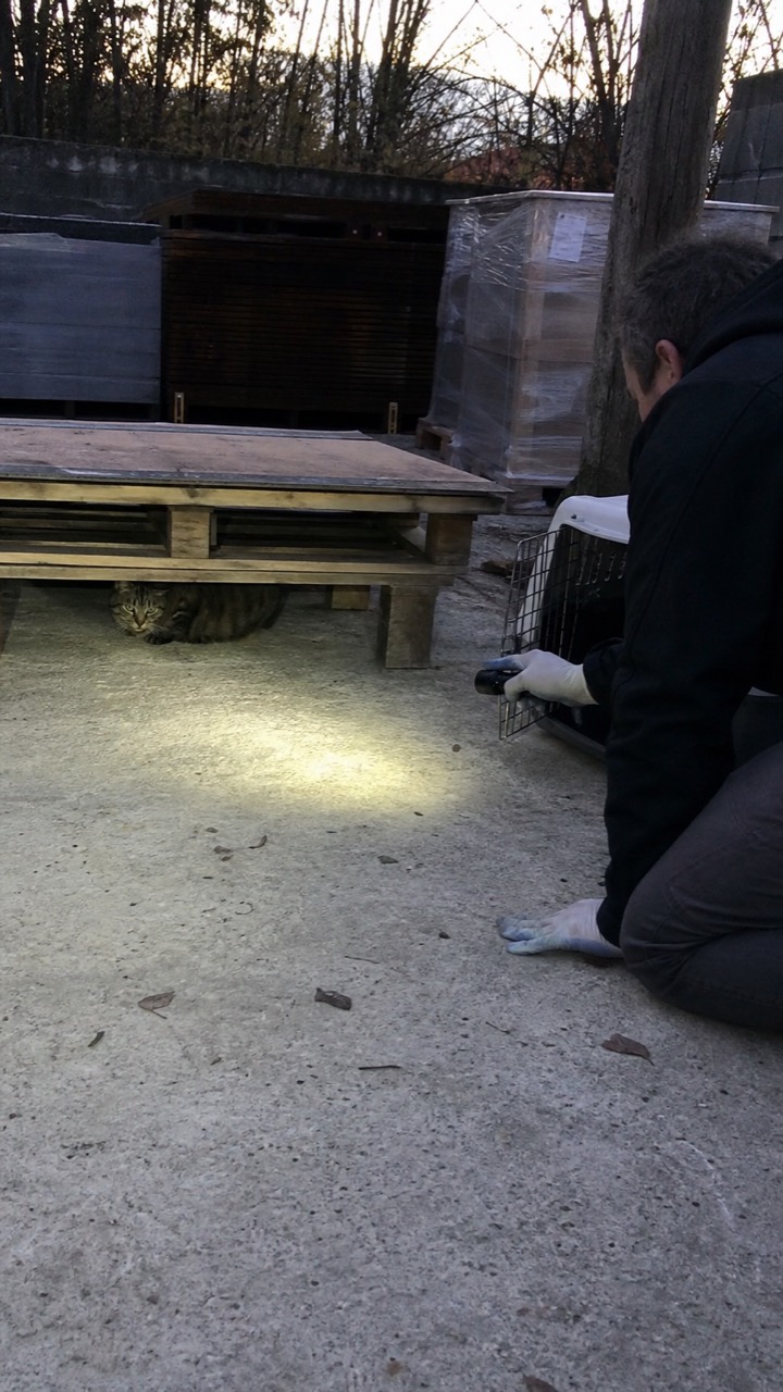 Chat errant observé à distance dans une cour logistique, visuel AnimalProTech à Caudebec-lès-Elbeuf