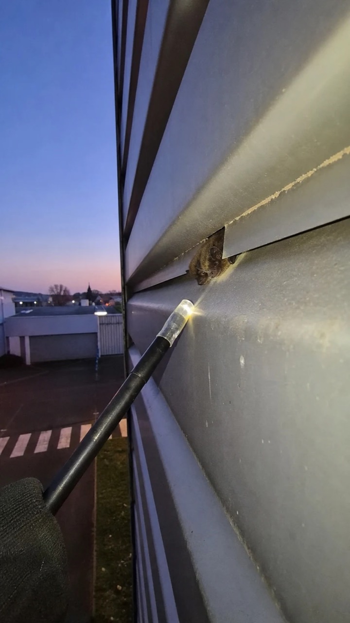 Recherche d’un passage de chauves-souris au niveau d’un bardage, visuel AnimalProTech à Saint-Pierre-lès-Elbeuf