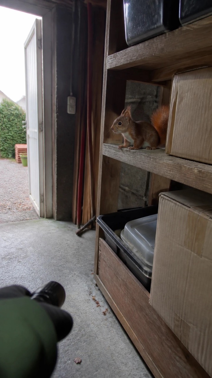 Écureuil observé à distance dans un garage, visuel de prévention AnimalProTech