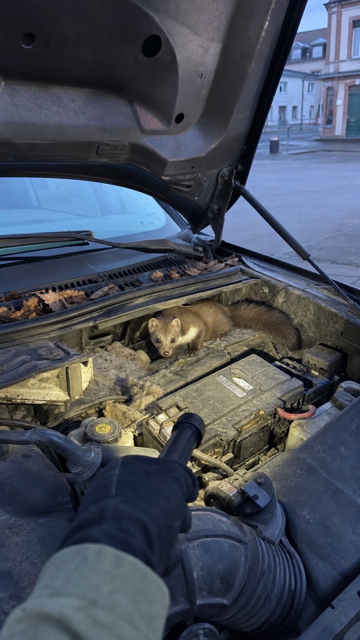 Inspection prudente d’un compartiment moteur pouvant abriter une fouine, visuel AnimalProTech à Louviers