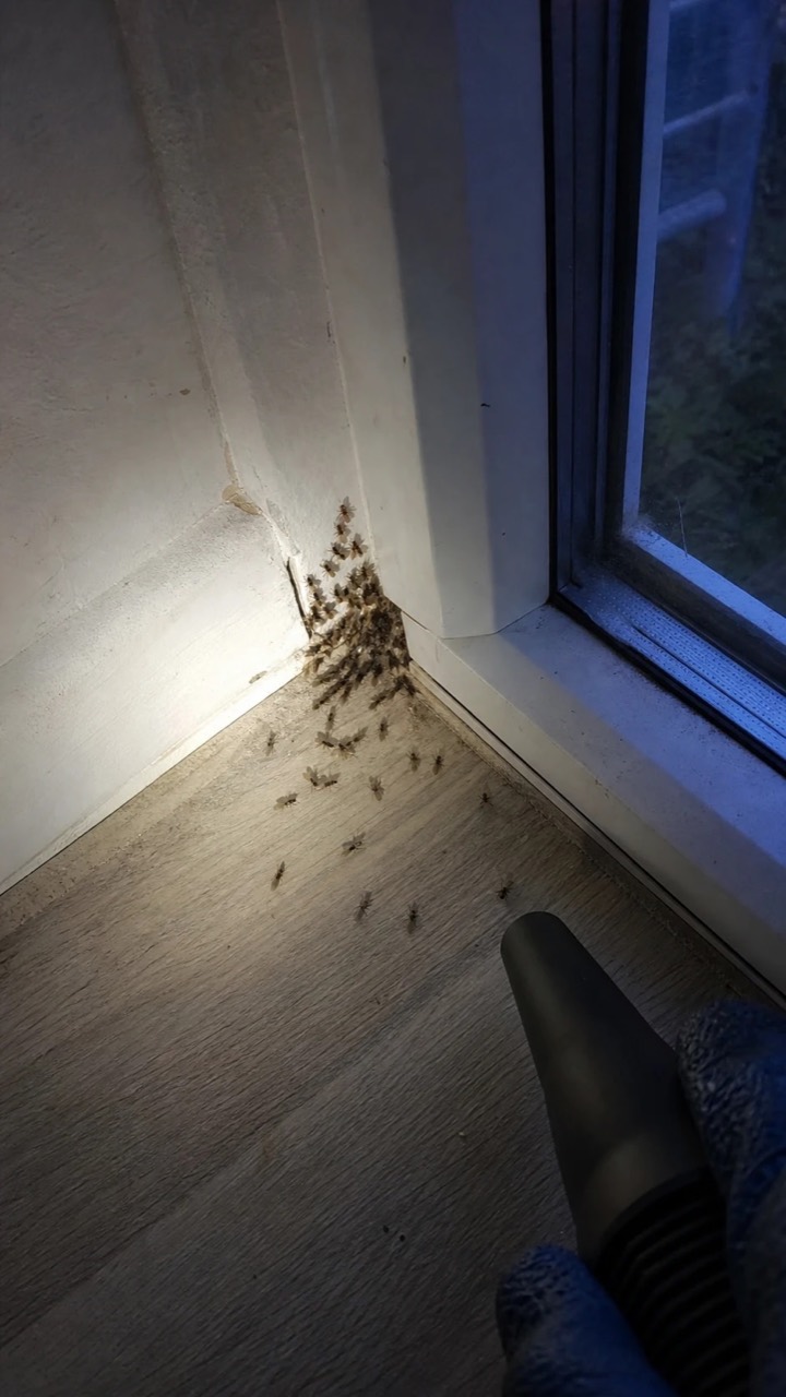 Fourmis ailées près d’une plinthe et d’une baie vitrée, visuel de prévention AnimalProTech à Oissel