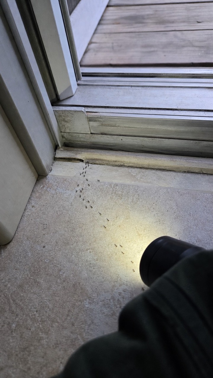 Fourmis suivant le seuil d’une porte-fenêtre, visuel de prévention AnimalProTech à Vernon