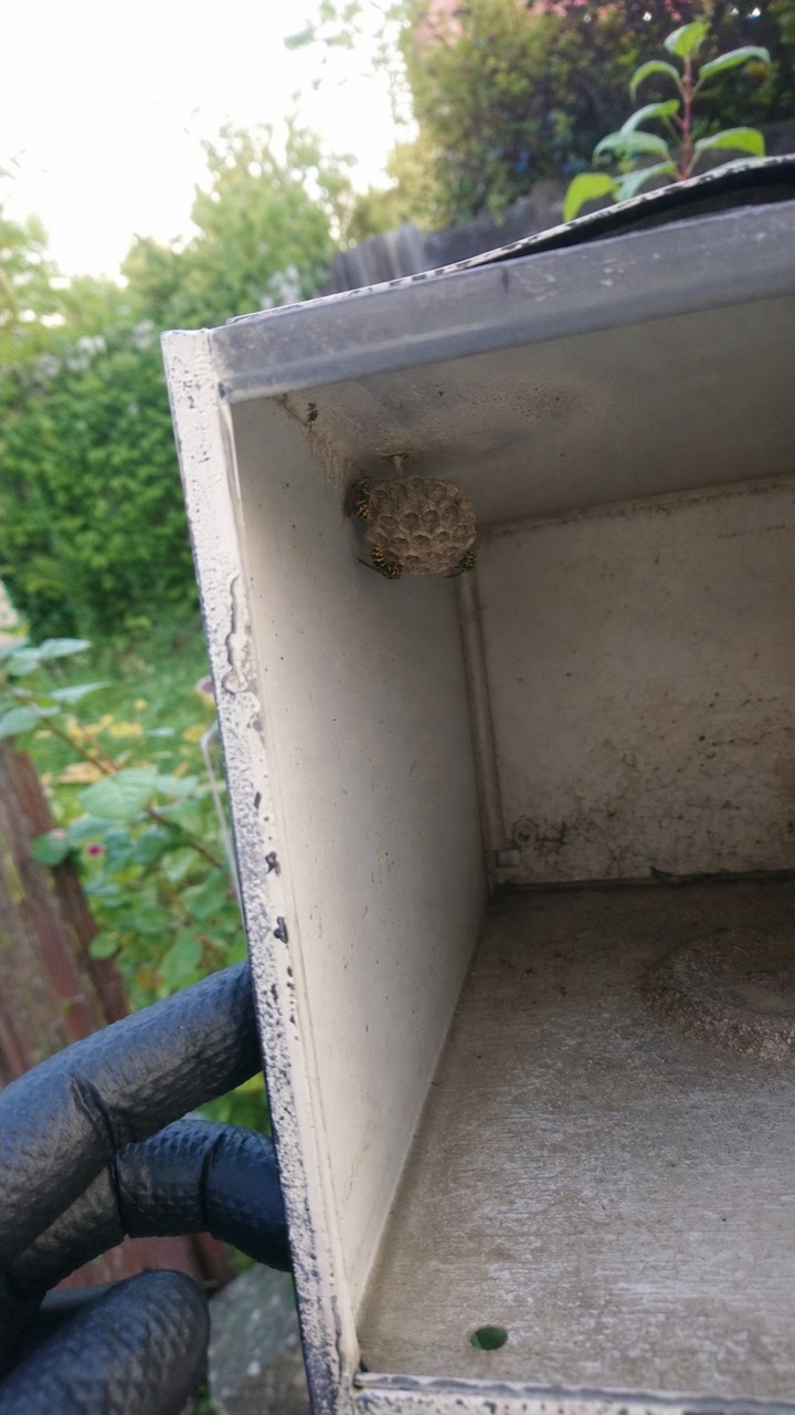 Guêpes près d’une boîte aux lettres, visuel de prévention AnimalProTech à Gisors