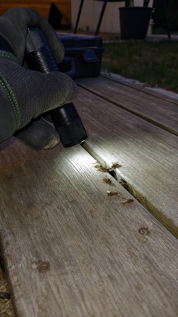 Observation à distance d’un passage de guêpes sous une terrasse en bois, visuel AnimalProTech à Mantes-la-Ville