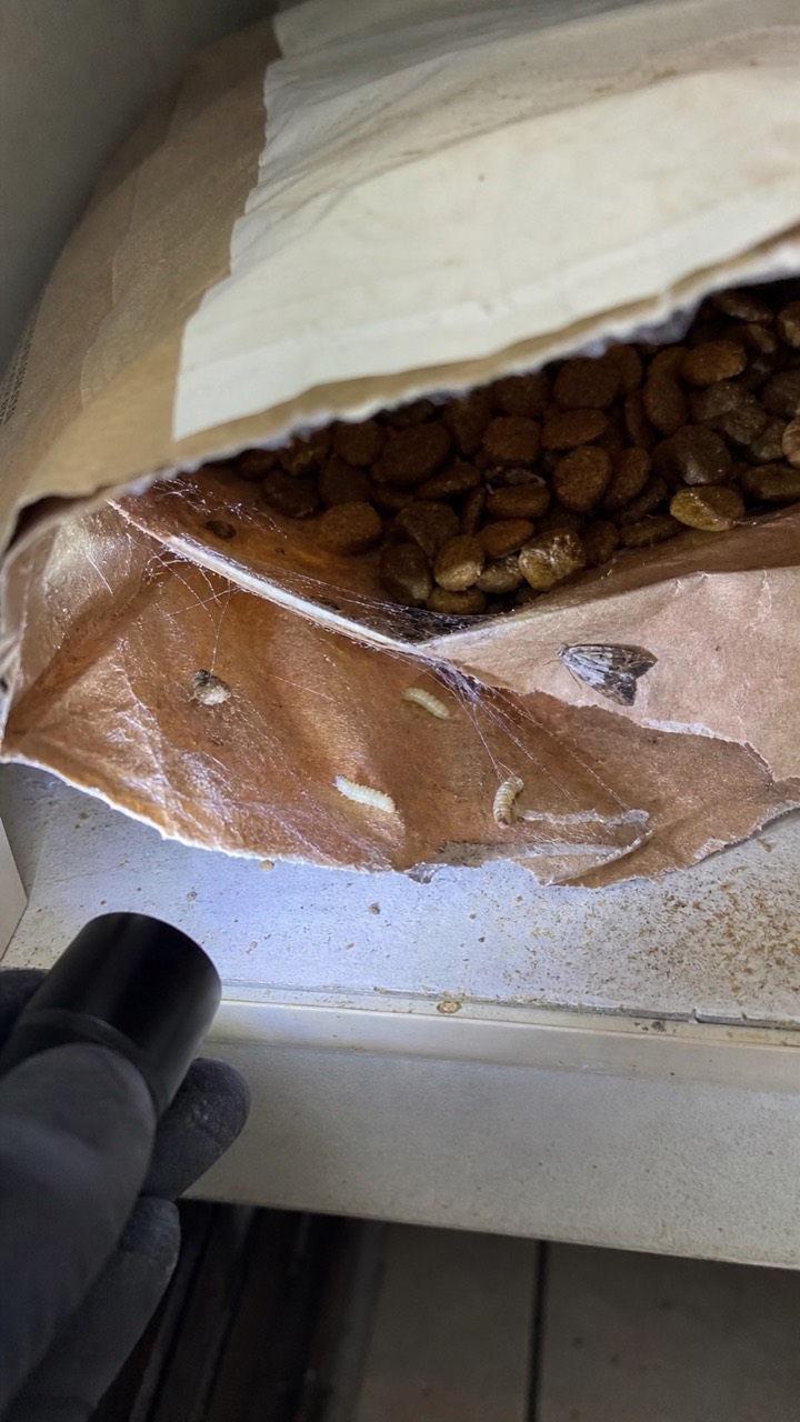 Inspection d’un sac de croquettes pour rechercher des mites alimentaires, visuel AnimalProTech à Évreux