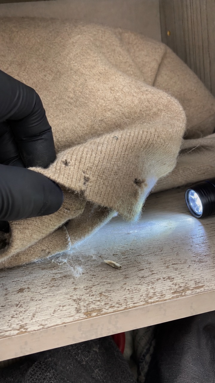 Inspection d’un vêtement en laine pour rechercher des mites textiles, visuel AnimalProTech à Saint-Pierre-lès-Elbeuf