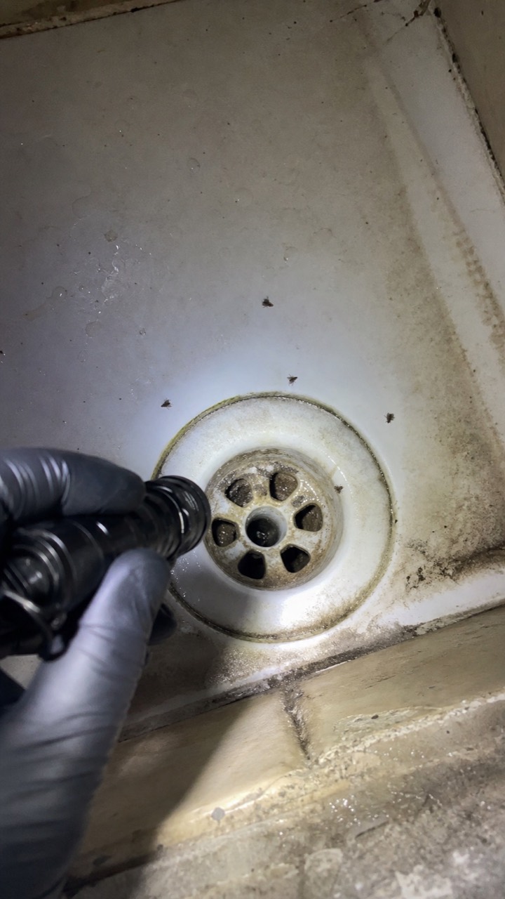 Inspection d’un siphon de buanderie pour rechercher des mouches de drain, visuel AnimalProTech à Rouen