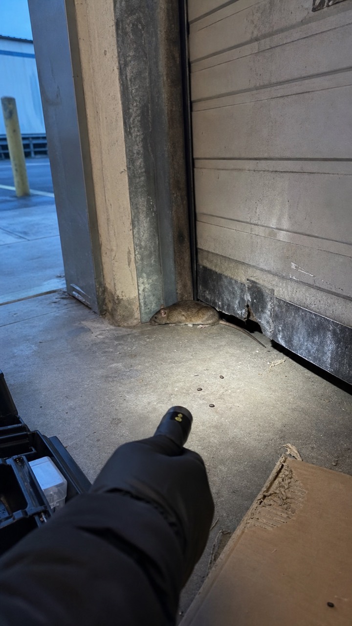 Inspection d’un quai de chargement pour prévenir le passage de rats, visuel AnimalProTech à Saint-Étienne-du-Rouvray