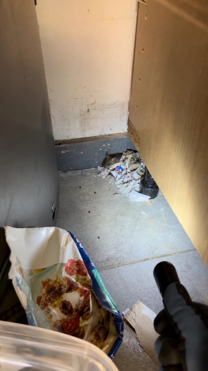 Inspection d’un placard à provisions pour rechercher des indices de souris, visuel AnimalProTech à Mantes-la-Ville