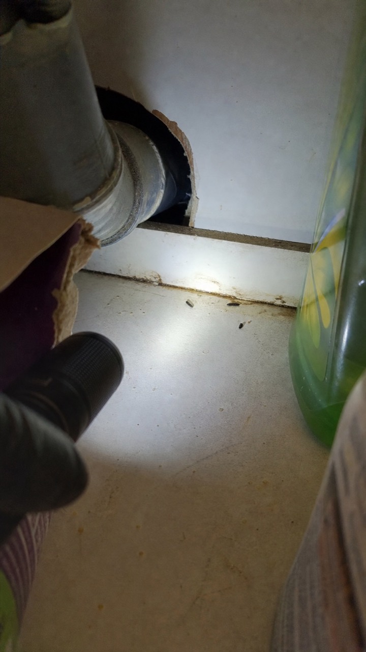 Recherche d’indices de souris sous un meuble d’évier, visuel AnimalProTech à Val-de-Reuil